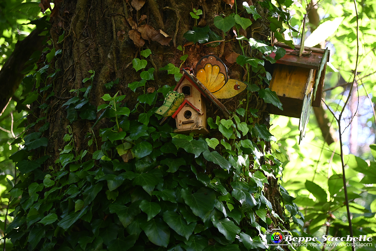 VBS_4673 - Il bosco fatato - Montaldo Roero.jpg
